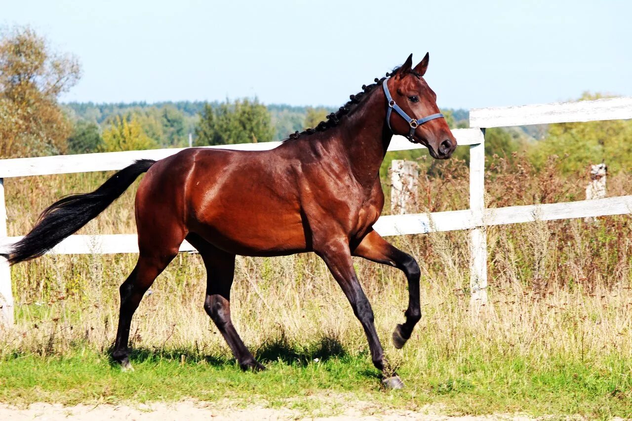 Английская скаковая порода лошадей. Английская скаковая порода лошадей. Английская скаковая порода лошадей. Чистокровная верховая скаковая. Чистокровная английская скаковая.