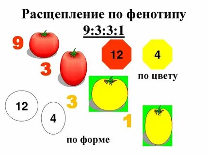 Расщепление по фенотипу составляет 3 1