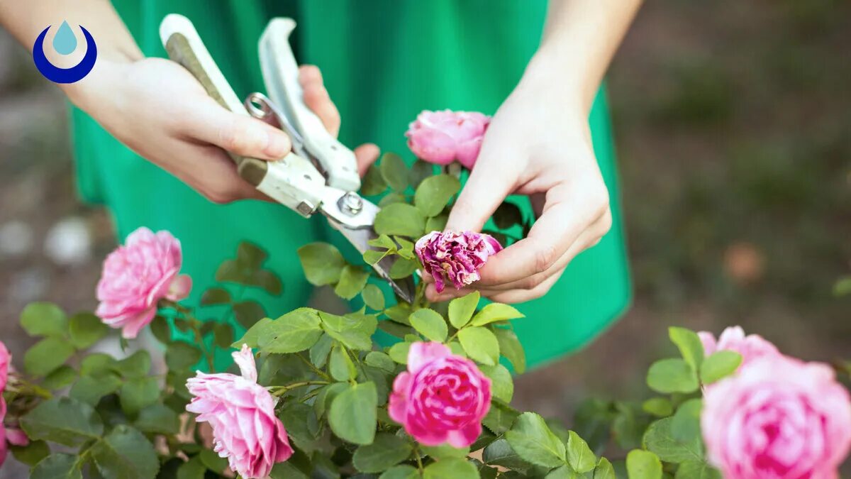 Как ухаживать за цветущими розами. Розовые кусты осенью в саду. Полив цветов в саду. Опрыскивание растений. Срезанные розы.