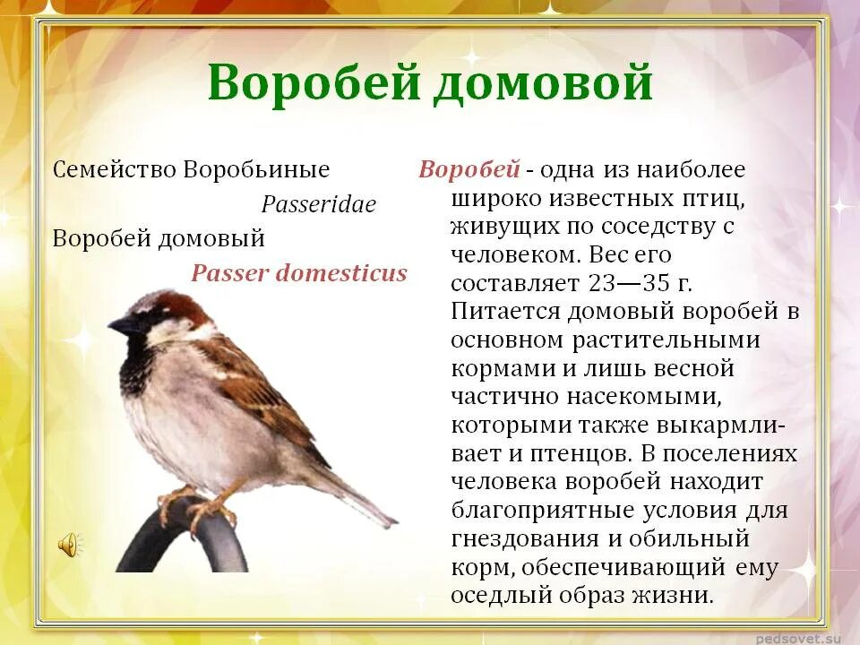Повадки воробьев