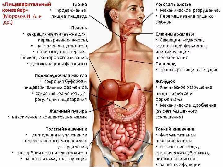 Движение пищи по пищеварительной системе по времени. Проход пищи по пищеварительной системе человека. Схема продвижения пищи по пищеварительному тракту. Насколько долго переваривается пища. Вода попадает в кишечник