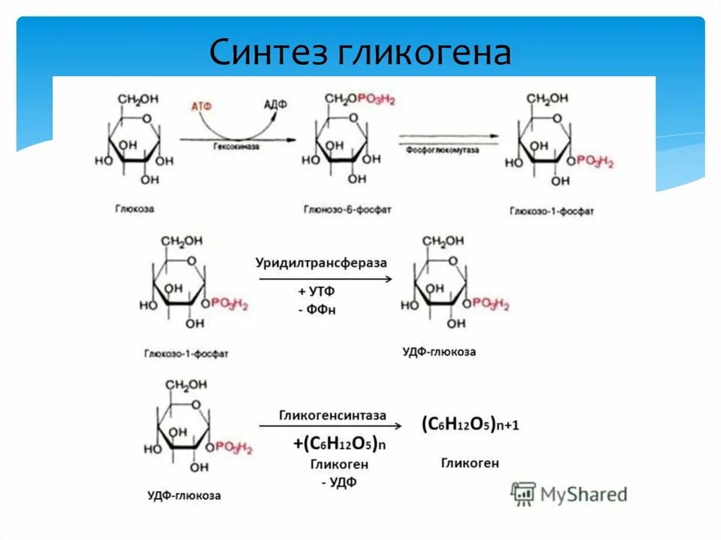 Синтез гликогена реакции. Стадии синтеза гликогена. Синтез и распад гликогена биохимия. Синтез гликогена биохимия реакции.