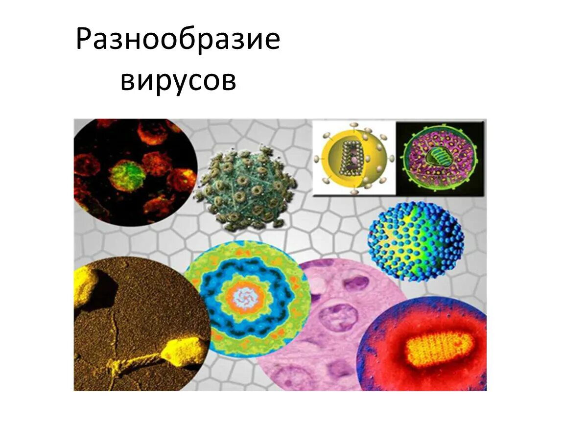 Многообразие вирусов 5 класс презентация. Многообразие вирусов. Многообразие вирусов в биологии. Многообразие вирусов кратко. Вирусы неклеточные формы жизни презентация.