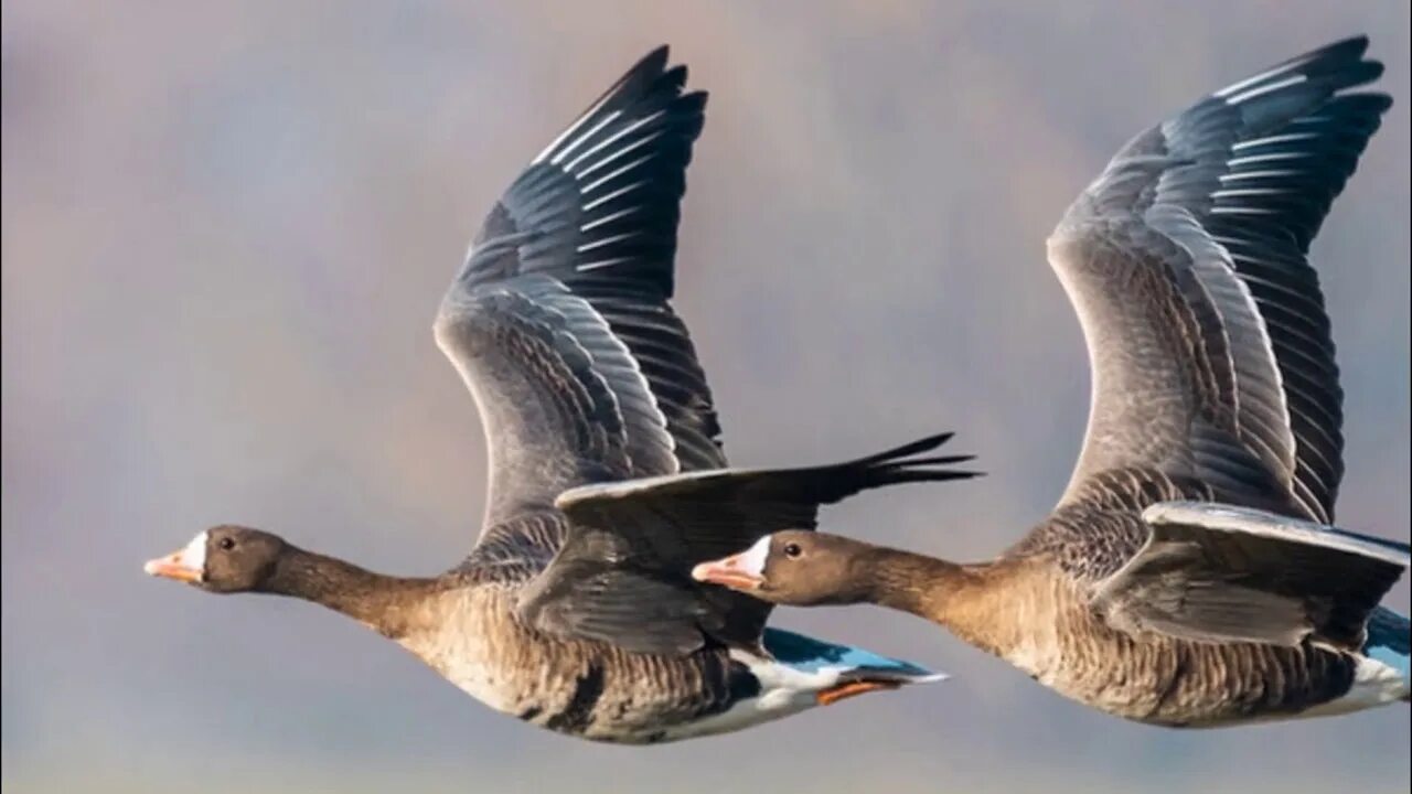 Куда летят гуси весной в россии. Миграция белолобого гуся. Миграции гуся казарка.