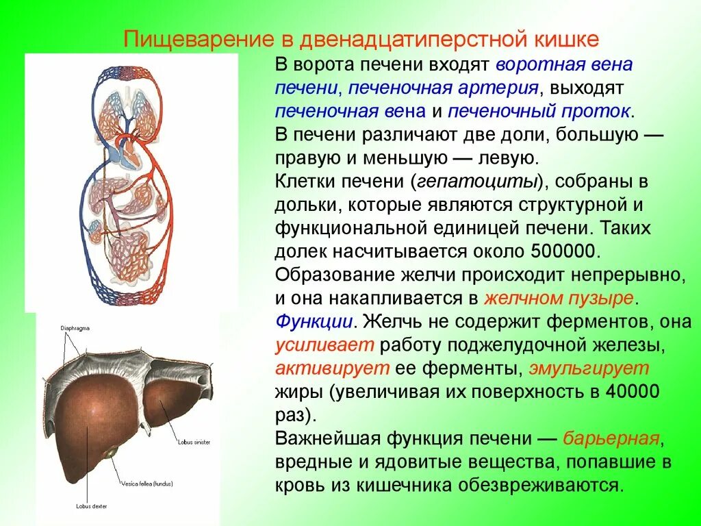 Печень орган какого обмена. Пищеварительная функция печени. Запасающая функция печени. Роль печени в пищеварении. Функции печени в пищеварении.