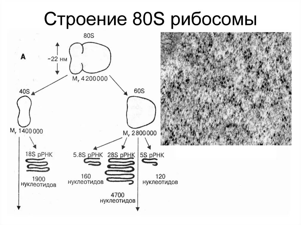 Рибосомы 70s и 80s у прокариот. 80 S рибосомы эукариот. Строение эукариотической рибосомы. Рибосомы у прокариот 70s.