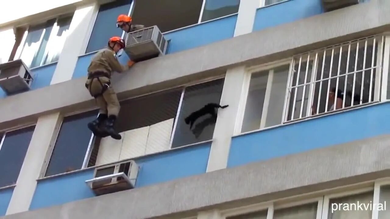 Кошка упала с балкона. Кот прыгает. Кошка упала с балкона. Кошка на окне. Кошка упала с балкона.