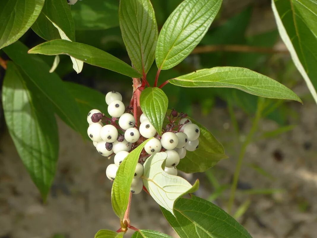 Снежноягодник "Symphoricarpos" Hedges, Plants, Nature