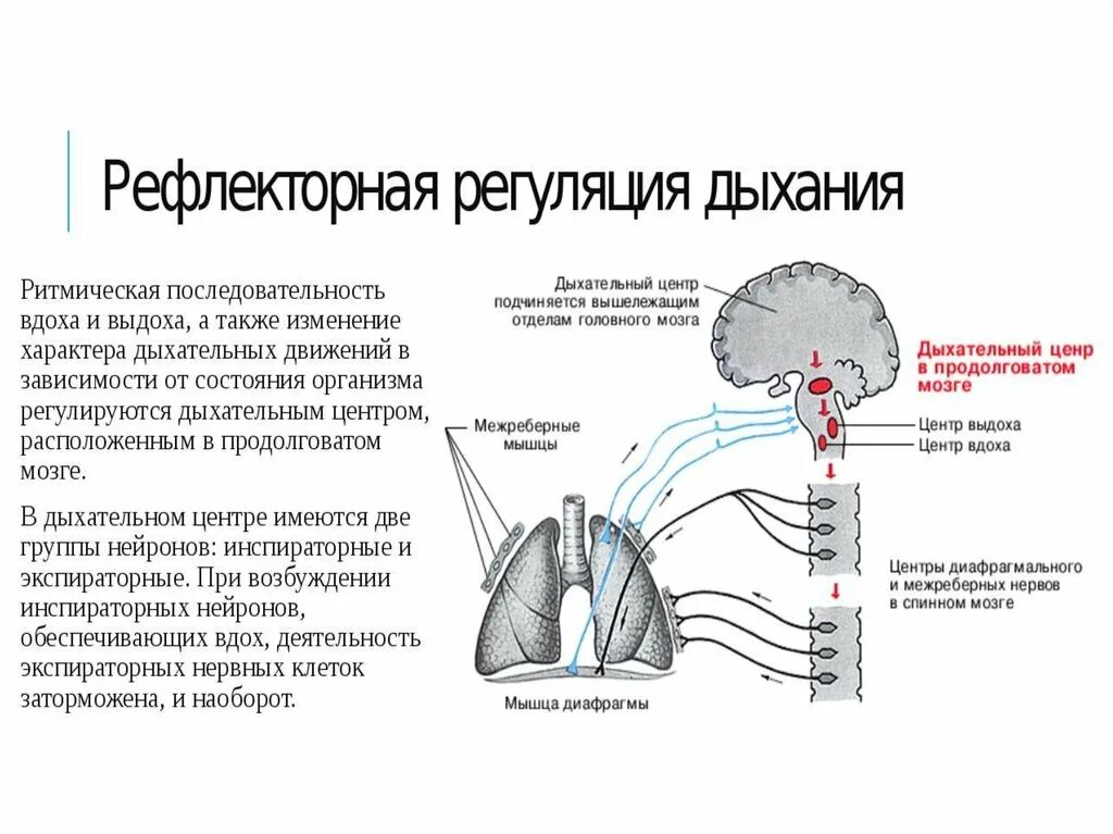 Дыхательные рефлексы человека. Рефлекторная регуляция дыхания схема. Дыхательный центр рефлекторная дуга. Рефлекторная дуга дыхательного рефлекса схема. Дыхательный центр рефлекторная дуга схема.