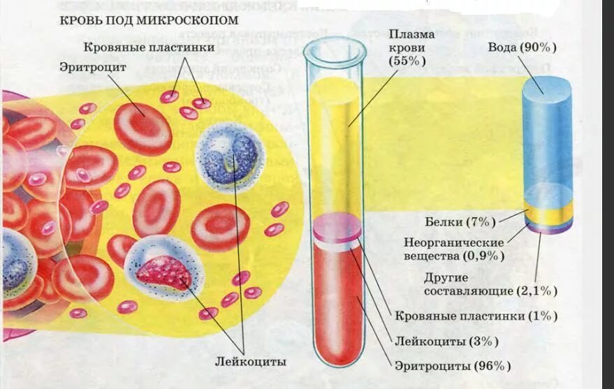 Тканевая жидкость образуется из эритроцитов лейкоцитов