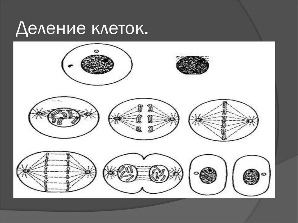 Деление клетки пополам. Этапы деления клетки 8 класс биология. Схема процесса деления клетки 5 класс. Схема деления клетки 8 класс биология. Рисунок процесс деления клетки биология.