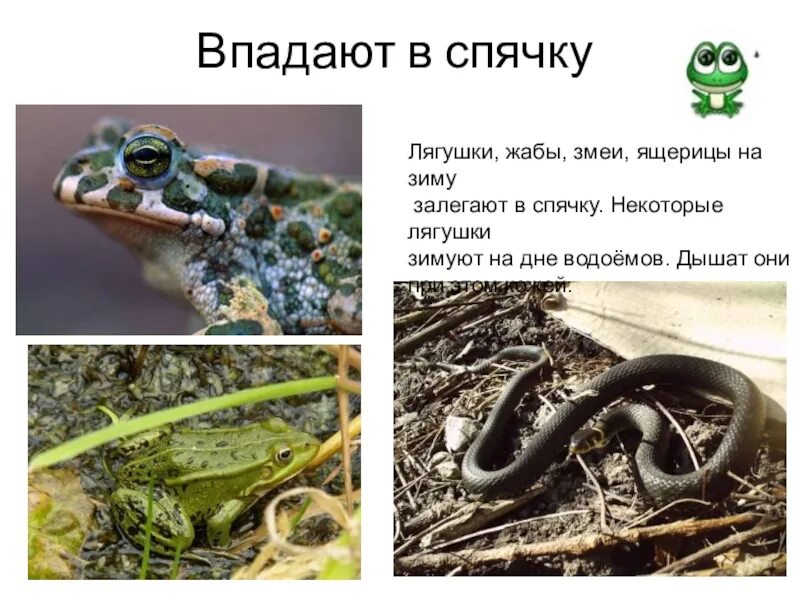 Реки которые впадают морей тихого океана. Жиыотнве которые впалабт в спччку зимой. Река волга впадает. Схема реки исток русло устье. Животные которые впадают в спячку зимой.