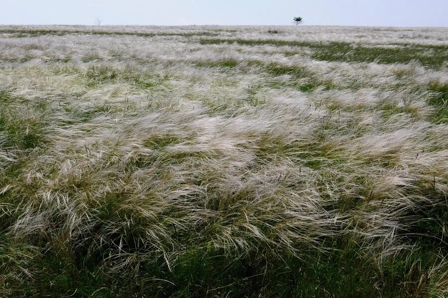 Ковыль опушеннолистный. Ковыль Залесского. Ковыль Залесского - Stipa Zalesskii Wilensky. Ковыль в степи Казахстана. Ковила телеграмм