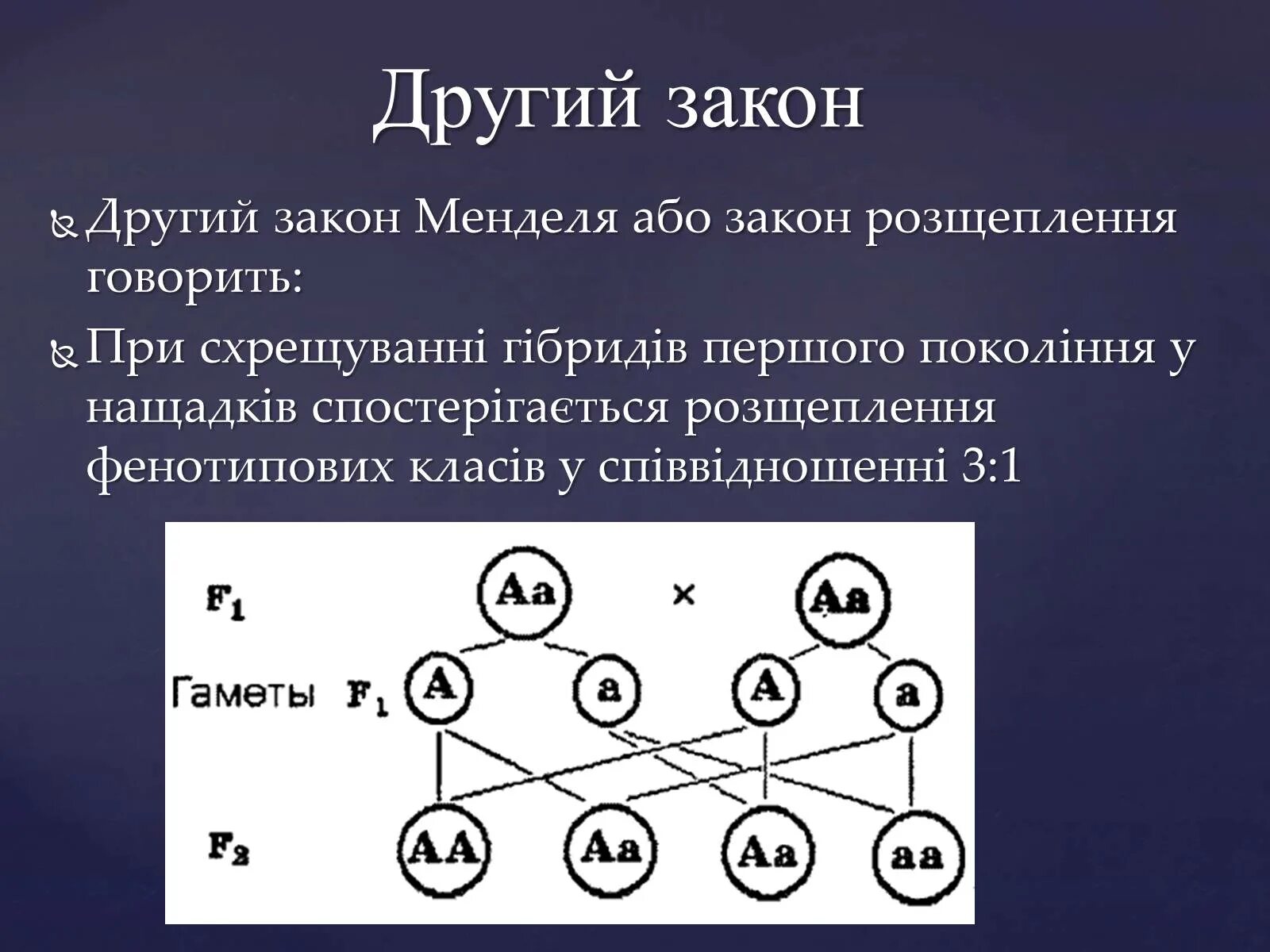 Расщепление по генотипу 2 закон менделя. Второй закон Менделя 1:3. 2 Закон Менделя закон расщепления. Законы Менделя 1 1 1 1. Схема скрещивания 2 закона Менделя.