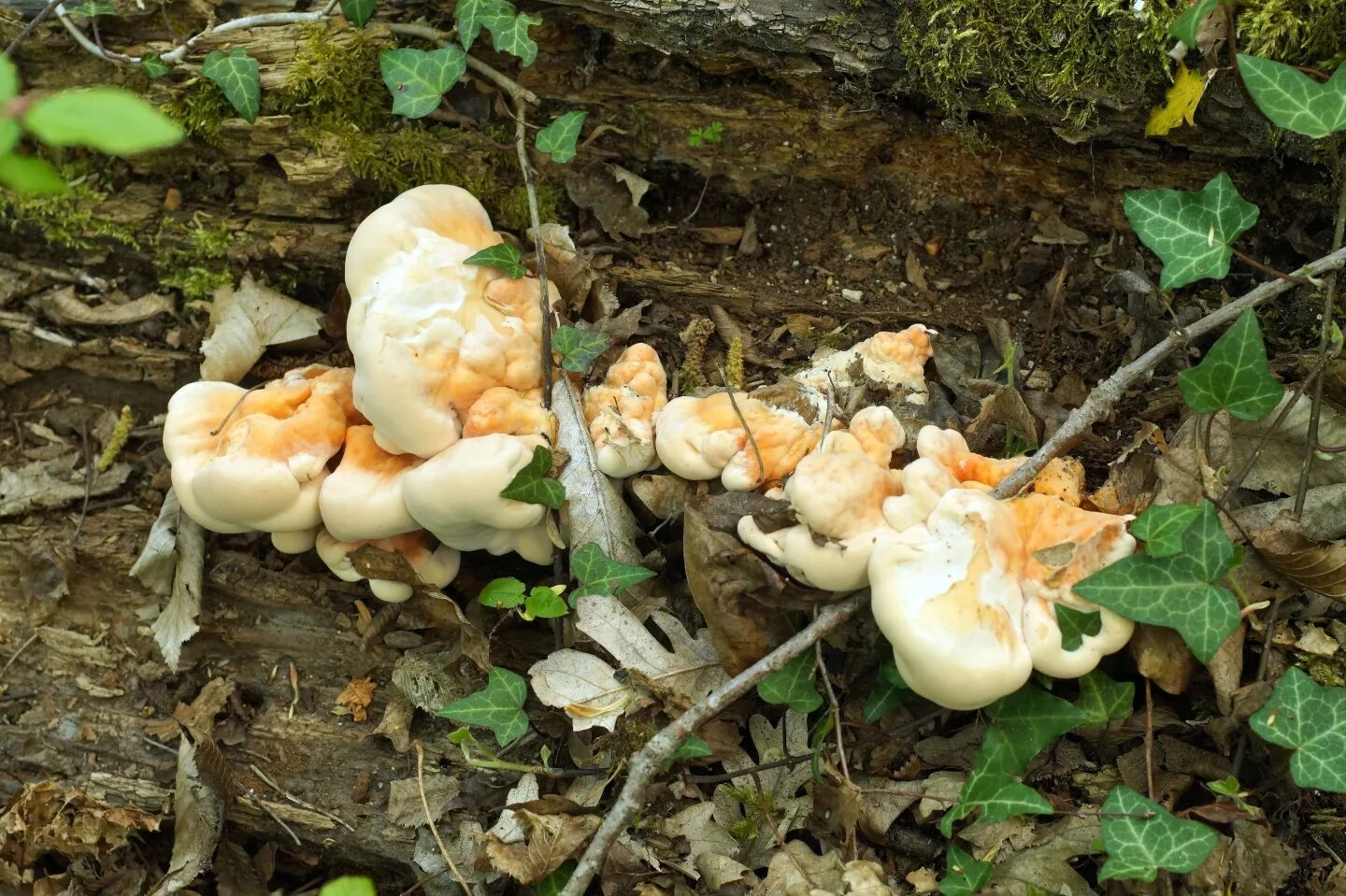 Какие грибы в мае. Весенние грибы в огороде. Весенние грибы растущие в саду. Майский гриб. Весенние грибы в Севастополе.