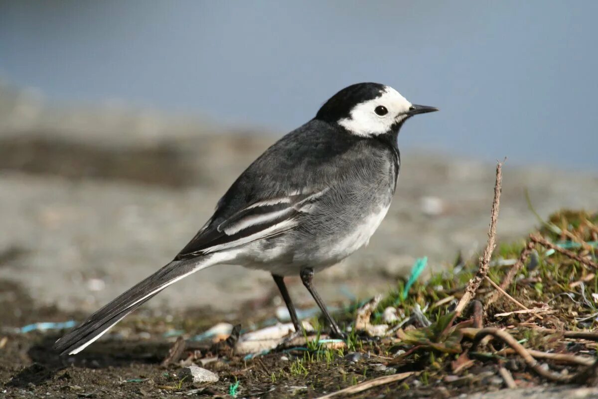 Птичка трясогузка длиннохвостая. Синица и трясогузка. Motacilla Alba yarrellii. Маленькая серая птичка с черной головкой.