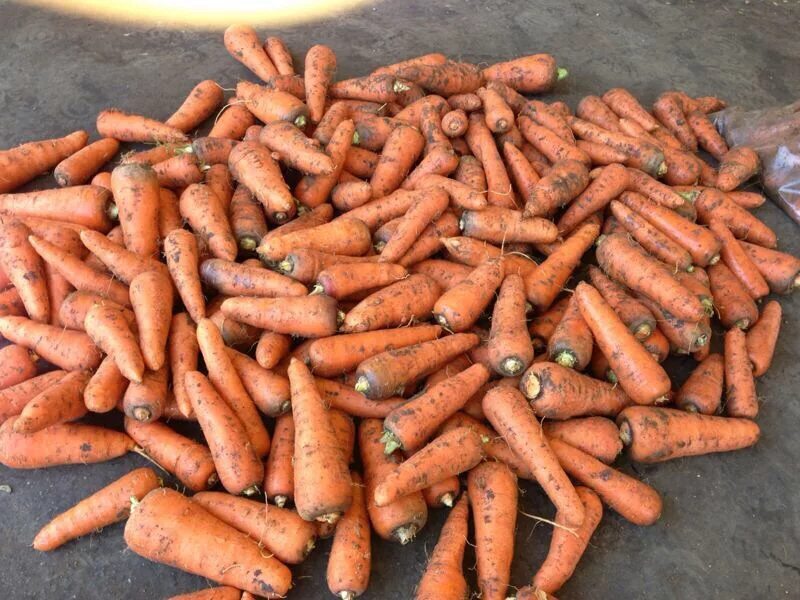 Купить морковь оптом. Кормовая морковь. Морковь кормовая сорта. Фуражная морковь что такое. Морковь на корм скоту.