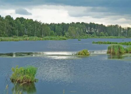 Лосиный остров ландшафт