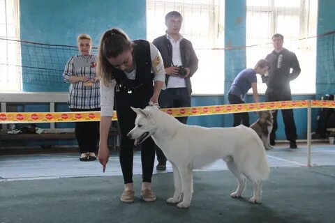 Выставки собак улан удэ