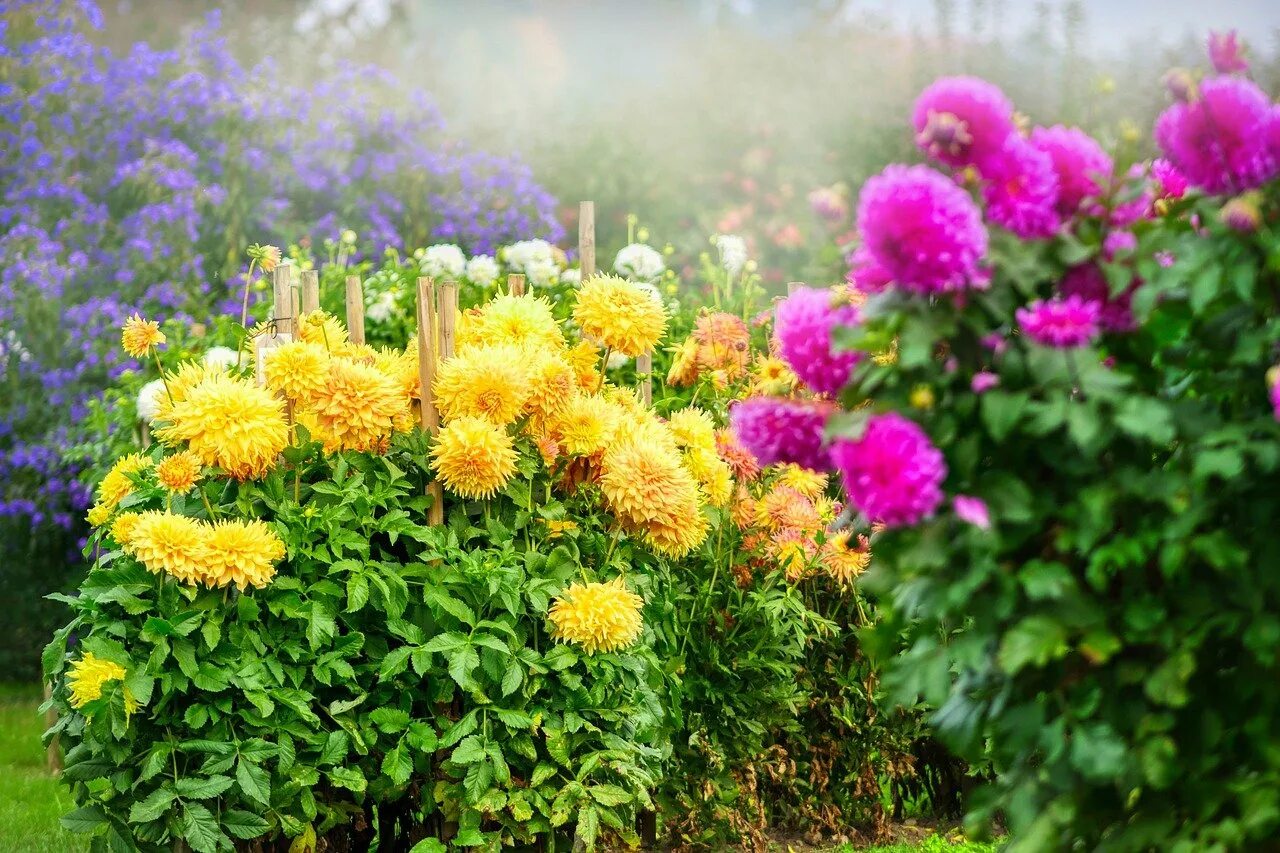 Цветущие георгины в саду. Цветущие георгины в саду. Цветущие георгины в саду. Георгины однолетние огородные. Георгины клумбовые.