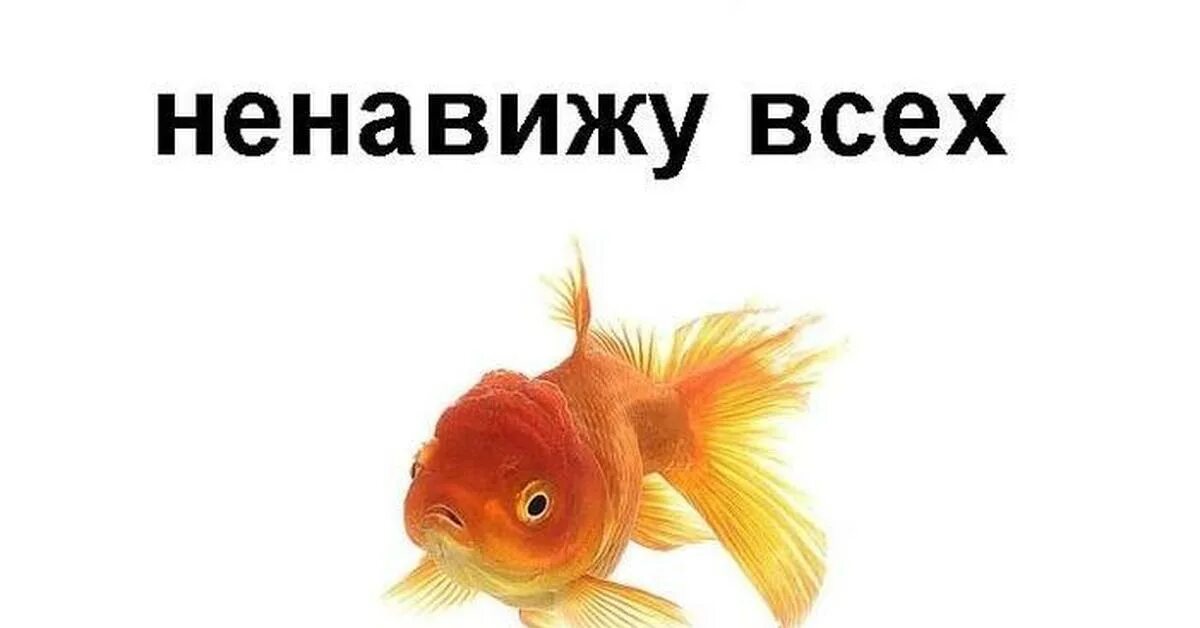 Ненавижу новеньких. Ненавижу всех. ненавижу всех не помню почему. ненавижу всех и каждого. память золотой рыбки.