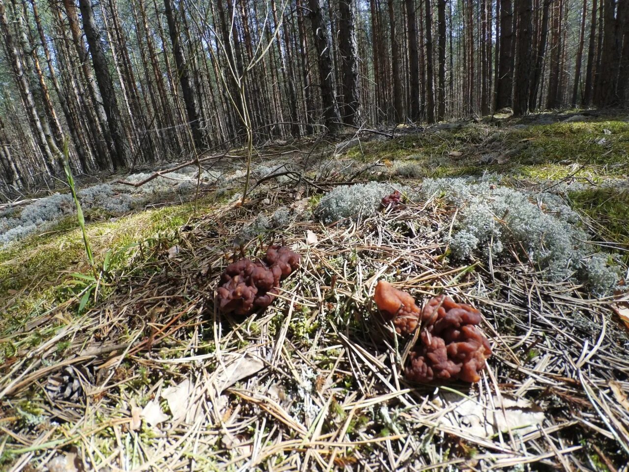 Ищем сморчки. Поляна Сморчков. Поляна строчков. Сморчки полянами. Сморчки в Сосновом лесу.