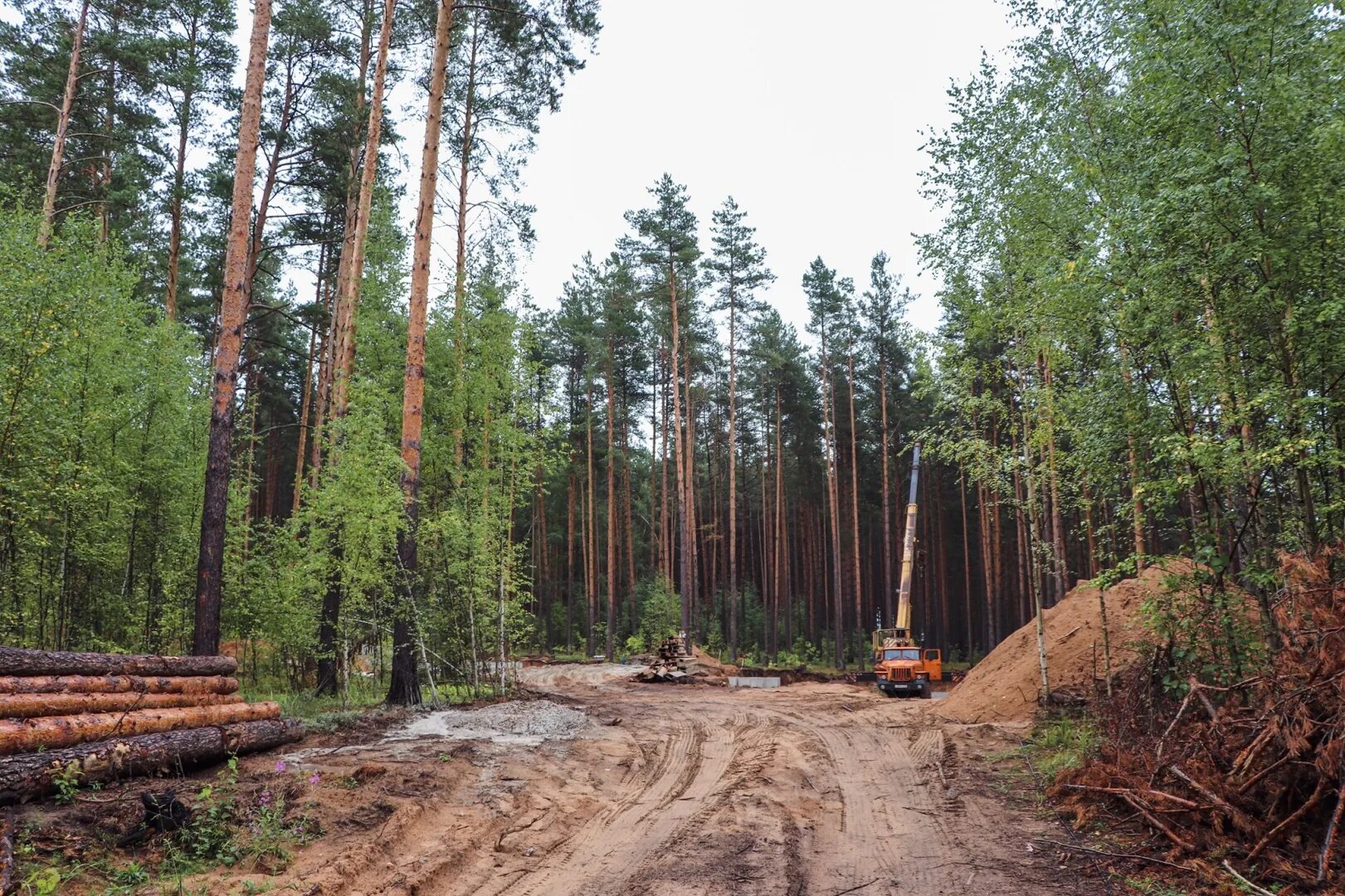 Лес строим. Деревянные леса. Строительные леса из дерева. Лес строим. Застройка леса.