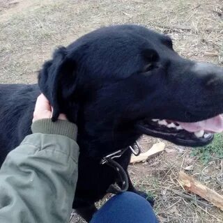 Black чита