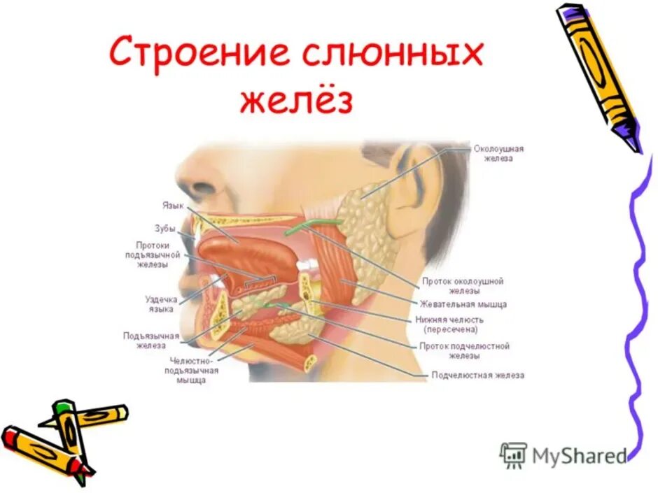 К слюнным железам относят