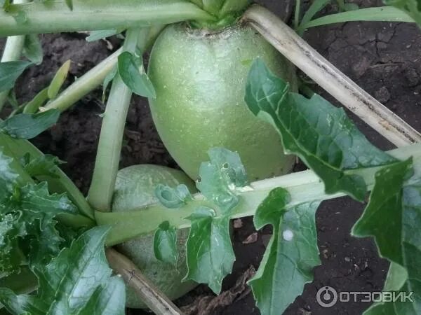 редька маргеланская. редька маргеланская растет. когда сеять редьку маргеланскую в открытый грунт. рассада зеленой редьки. редька маргеланская.