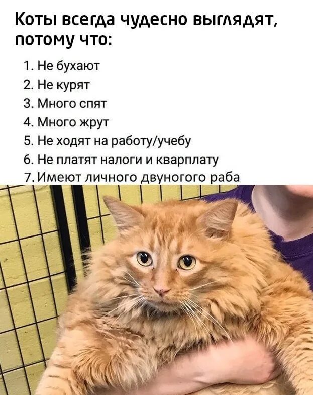 У нас живет чудесный кот