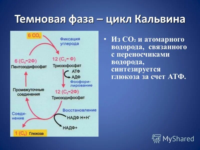 Темновая фаза таблица