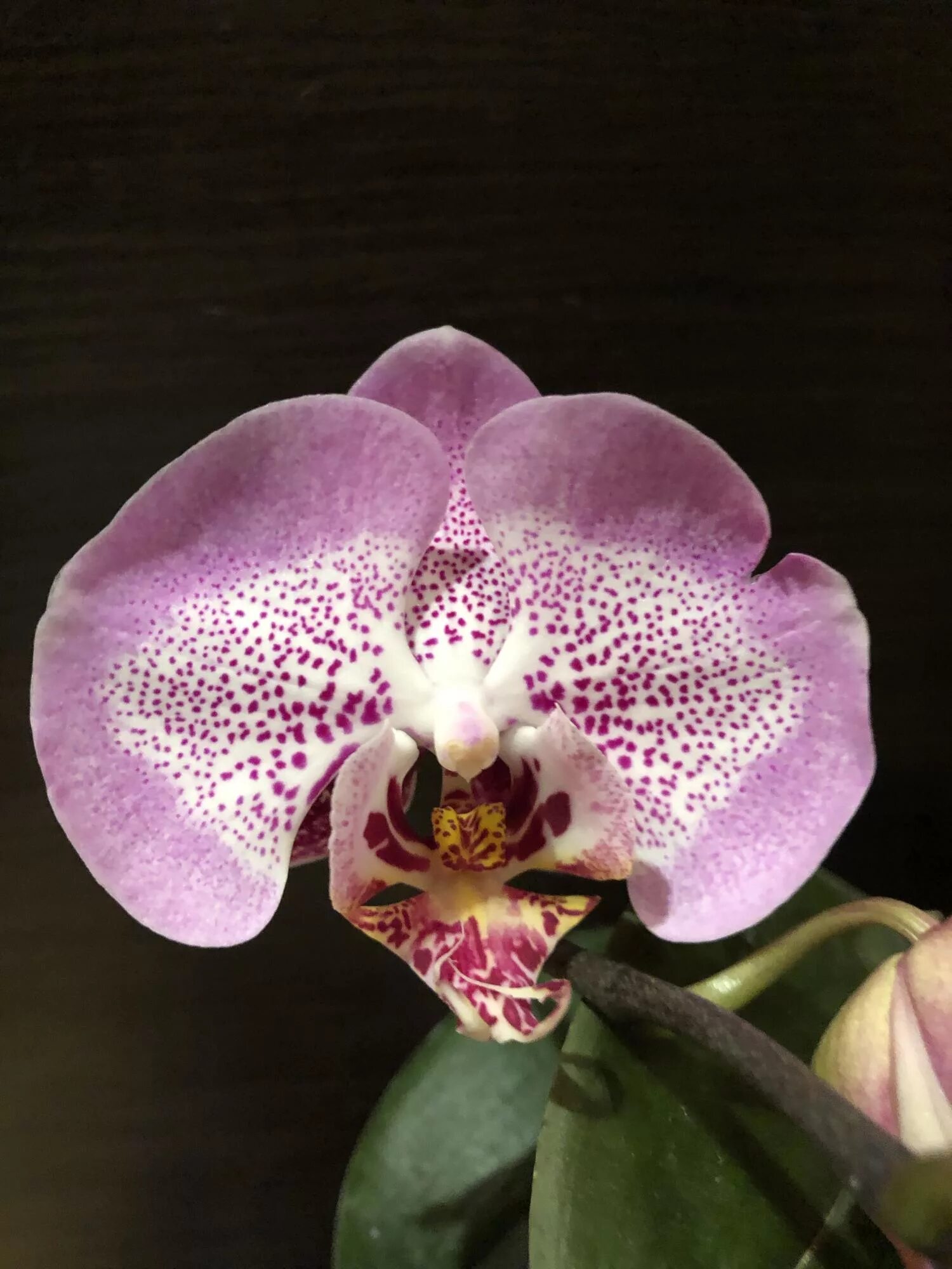 Phal leopard. Орхидея голден леопард. орхидея еллоу леопард. фаленопсис yellow leopard. орхидея фаленопсис golden leopard.