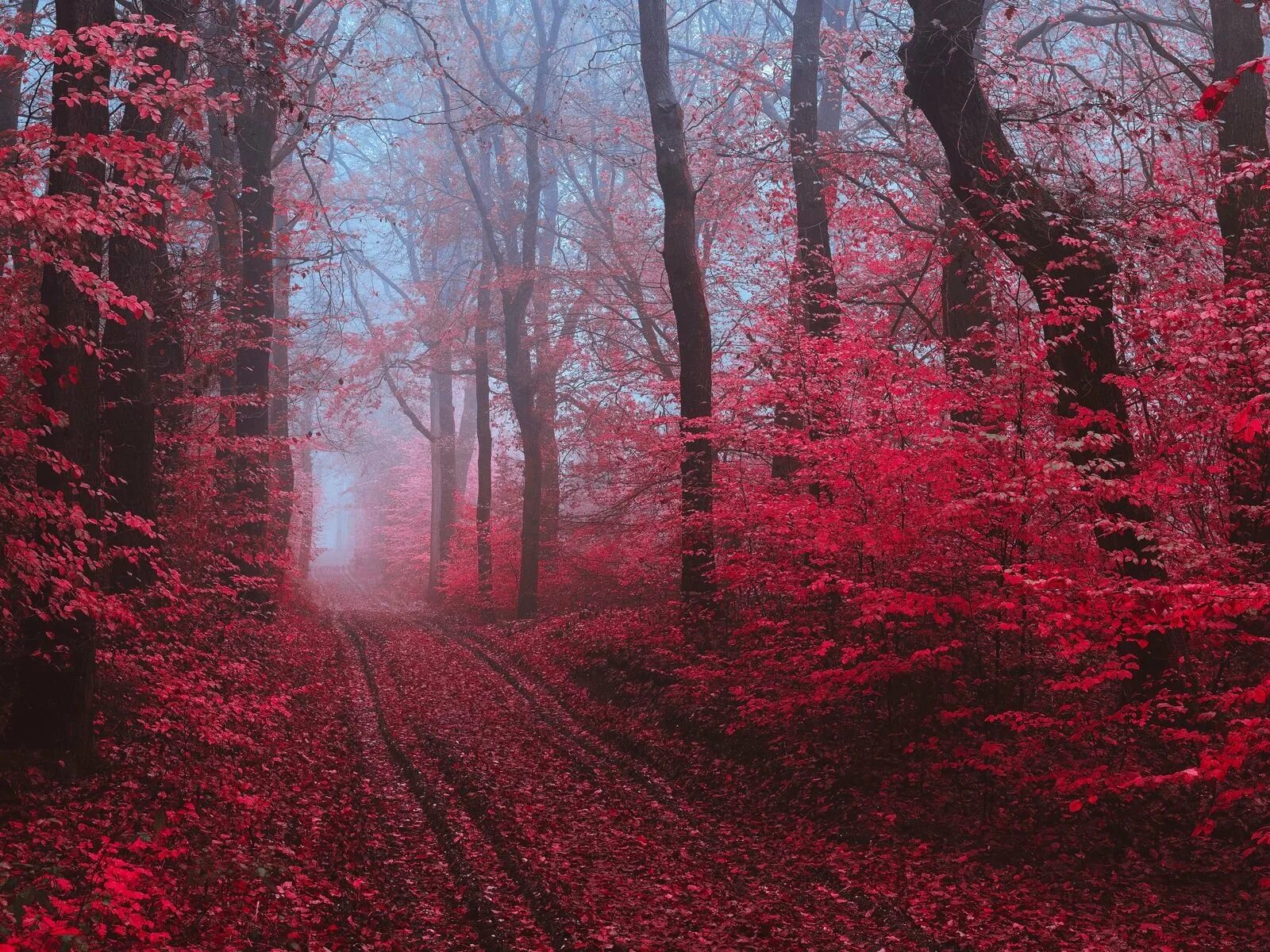 Багряный лес. Мангольд алый удачные семена. Багряная 2. Красная осень. Багряный лес.