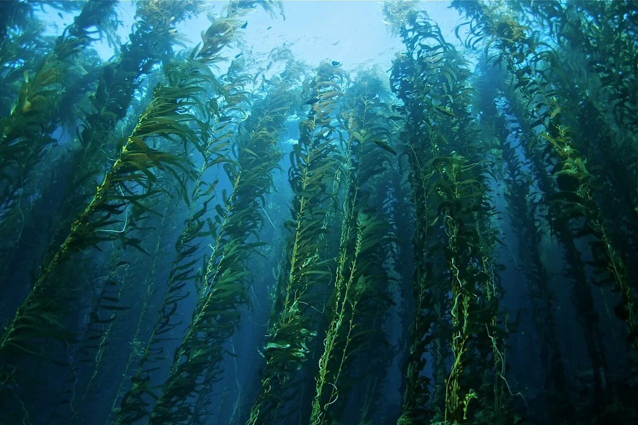 Макроцистис водоросли. Бурая водоросль (Macrocystis pyrifera),. Бурые водоросли ламинария макроцистис. Водоросли келп ламинариевые. Бурые водоросли являются самыми глубоководными водорослями