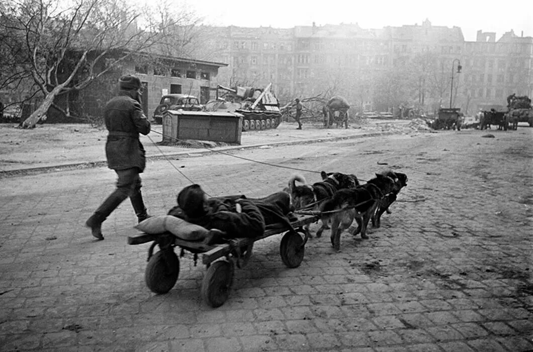 Собаки санитары в годы ВОВ. Ездовые собаки в годы ВОВ. Служебные собаки в ВОВ 1941-45 годов.