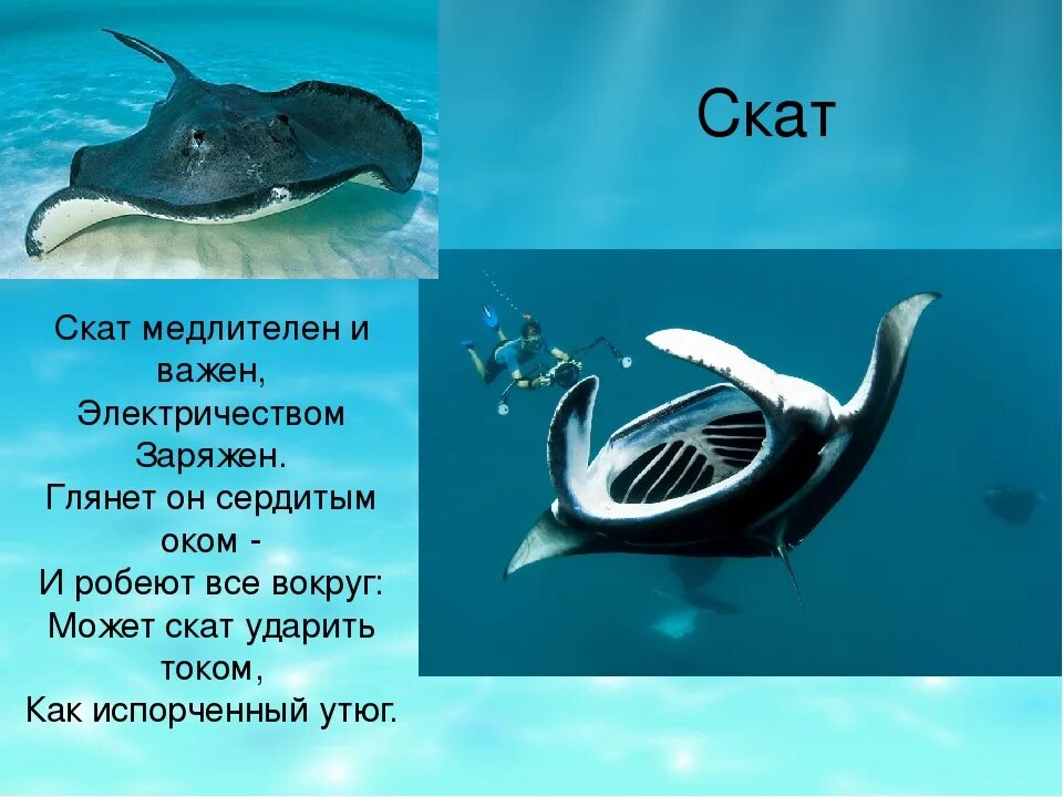 Помощь скату