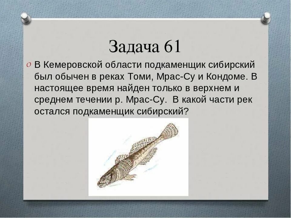 Томи значение