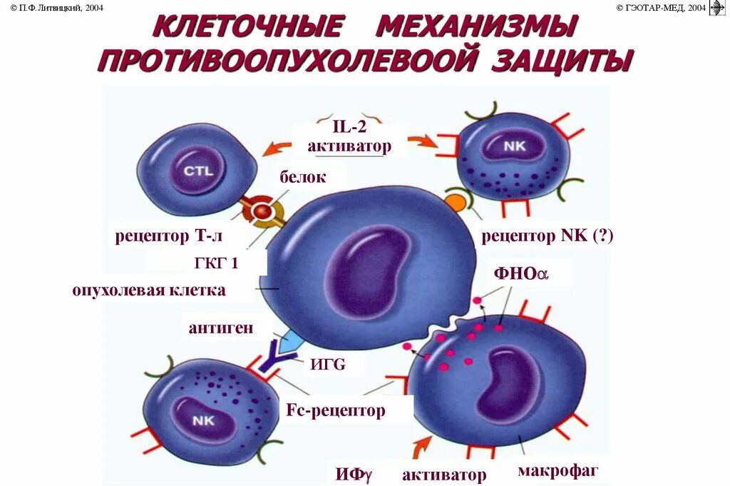 Токсины антигены. Антигены клеток. Клеточные механизмы защиты. Клетки противоопухолевого иммунитета. Клеточные иммунные механизмы противоопухолевой защиты..