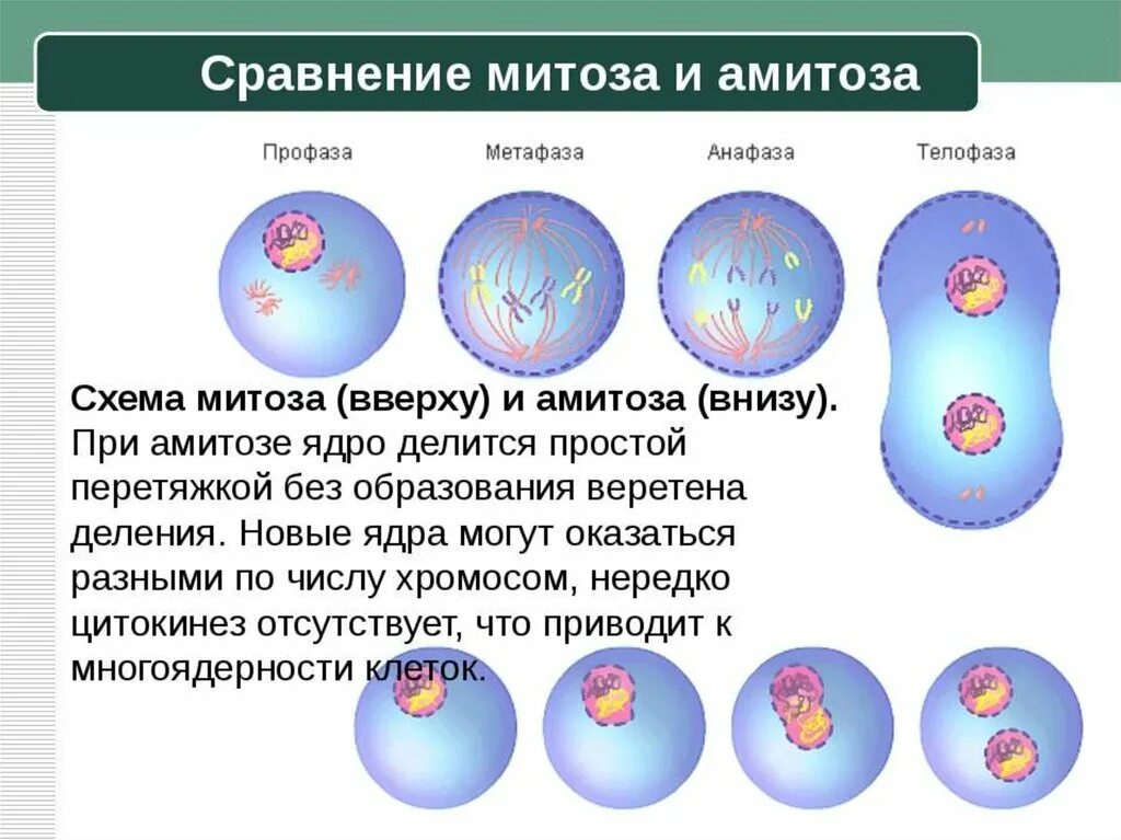 Типы деления ядра митоза. Деление клетки амитоз схема. Митоз амитоз клеточное деление. Типы деления клеток амитоз.