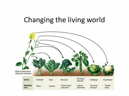 Plant selection