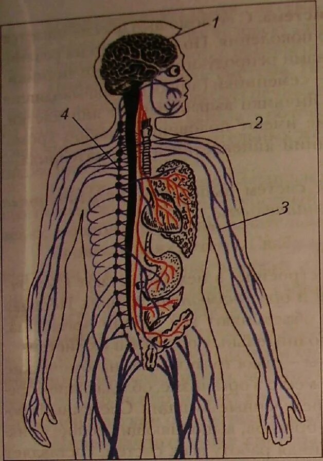Нервная система. Нервные органы. Нервная система человека. Нервные узлы человека.