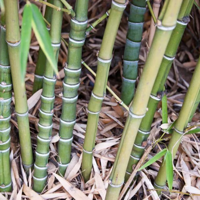 Размножение бамбука. Размножение лакки бамбука. Бамбук цветок комнатный. Монастырский бамбук. Размножение бамбука.