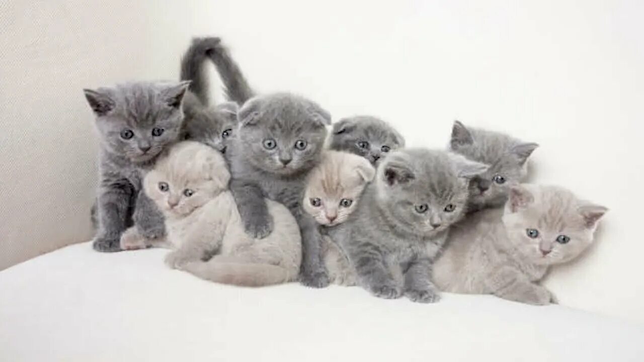 Cat фото HD стола #24 - 1920x1200 Скачать обои - Cat фото HD стола - Животные Об