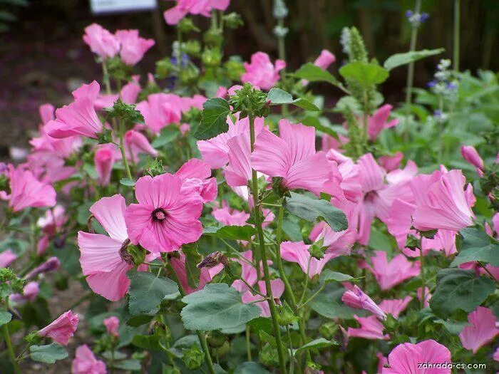 Мальва Малопа. Лаватера Малопа. Lavatera trimestris. Лаватера (Lavatera). Малопа цветок фото