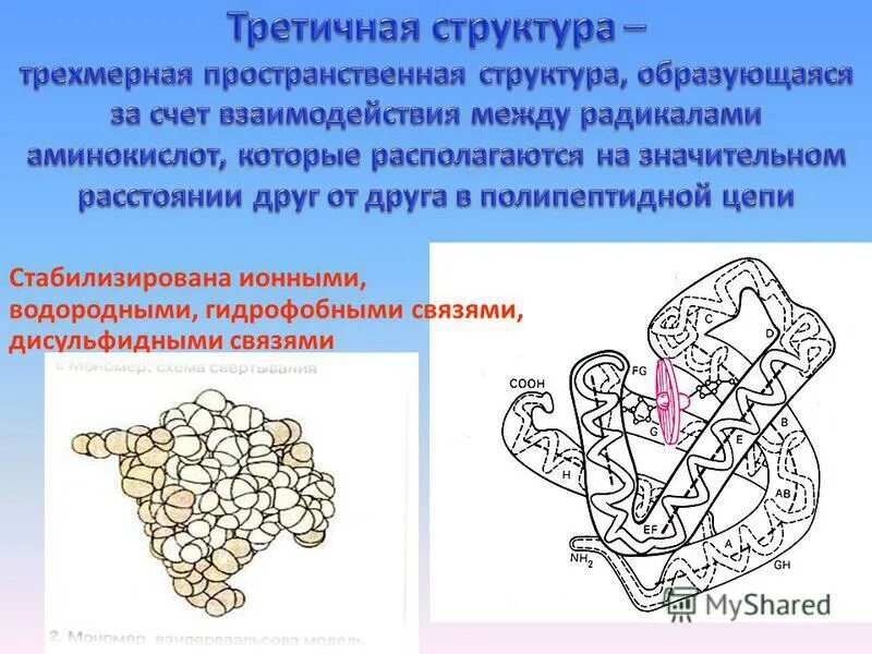 Функции биологических молекул