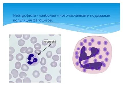 Макрофаги и нейтрофилы