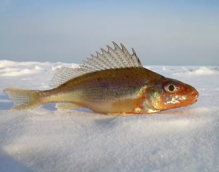 Донской ерш. Рыба ерш речной. Название рыбы ерш. Ерш носарь. Название рыбы ерш.