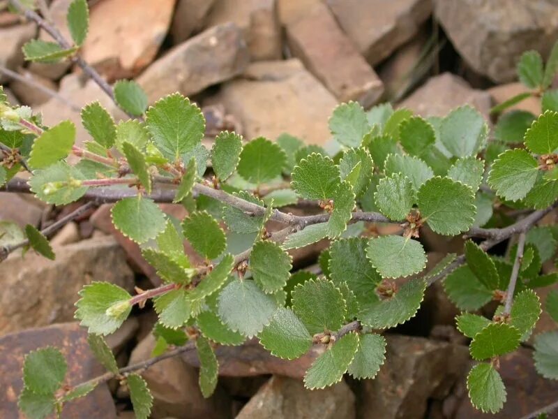 Береза карликовая Betula Nana. Береза Nana. Карликовая береза кустарник