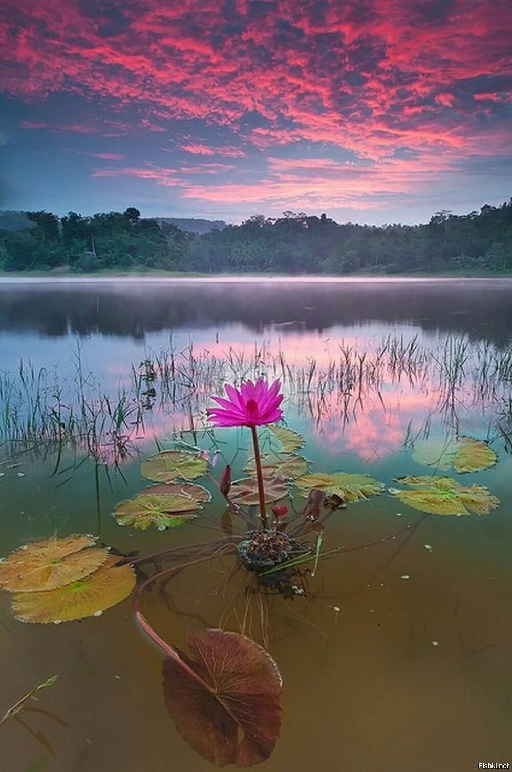 The flowers to water every day. Озеро с лотосами. Необычные пейзажи. Пейзажи с цветами. Озеро с кувшинками.